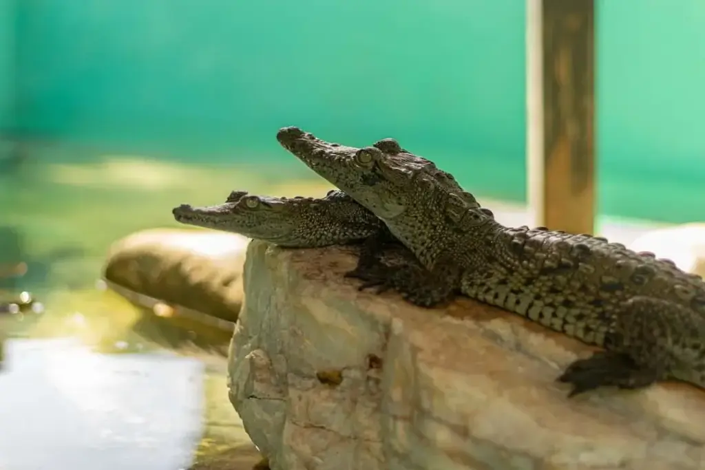 Santuario De Cocodrilos El Cora